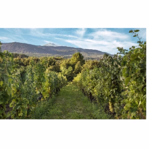 Donnafugata Sul Vulcano Etna Rosso Doc 2022